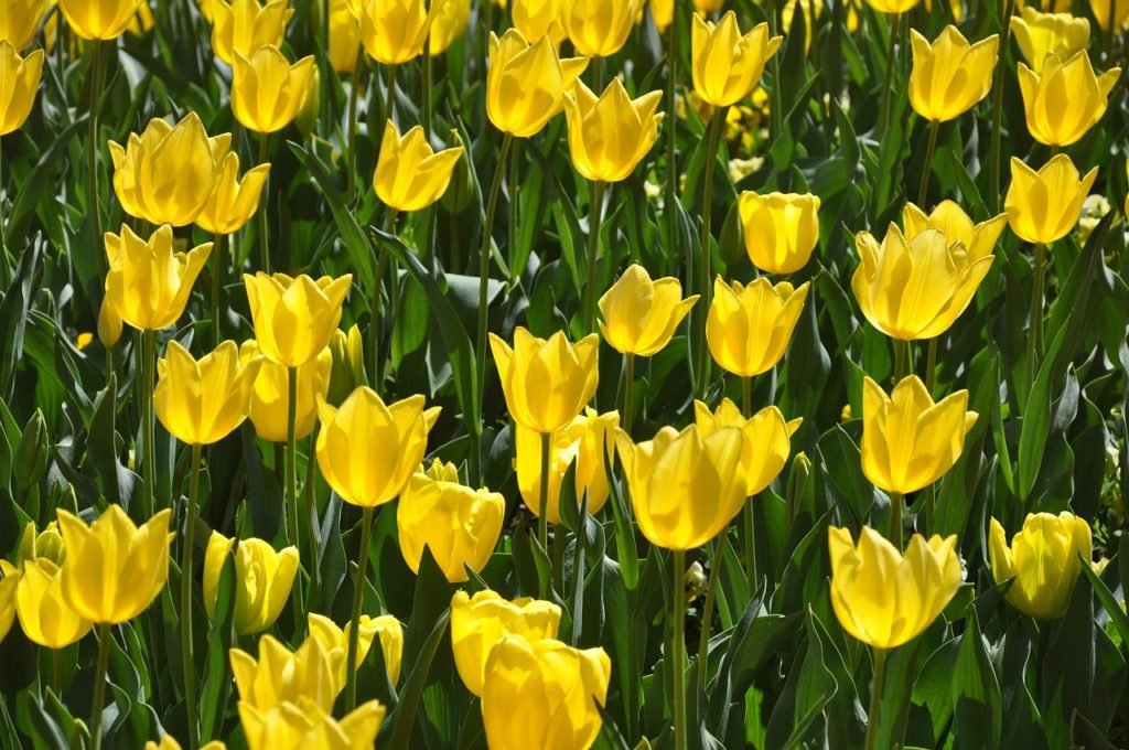 tulips, yellow, bloom